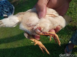 Cerita Warga Tuk Cirebon soal Teror Monyet Liar Pengisap Darah Ternak Cerita Warga Tuk Cirebon soal Teror Monyet Liar Pengisap Darah Ternak