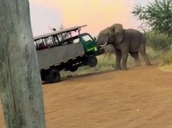 Turis Dag-Dig-Dug, Gajah Ngamuk Sambil Angkat Truk Safari