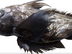 Spesies Baru Hiu Hantu Bermata Raksasa Ditemukan