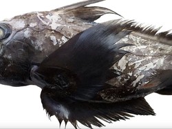 Spesies Baru Hiu Hantu Bermata Raksasa Ditemukan