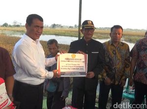 Mentan Ganti Benih Padi 1.000 Hektare Sawah Terendam Banjir di Kendal Mentan Ganti Benih Padi 1.000 Hektare Sawah Terendam Banjir di Kendal
