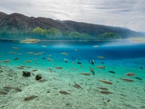30+ Ucapan Hari Keanekaragaman Hayati Internasional 2024 30+ Ucapan Hari Keanekaragaman Hayati Internasional 2024