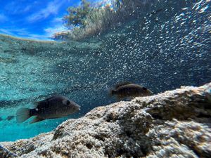 Apa Perbedaan Hayati, Habitat, dan Populasi? Ini Penjelasan dan Contohnya Apa Perbedaan Hayati, Habitat, dan Populasi? Ini Penjelasan dan Contohnya