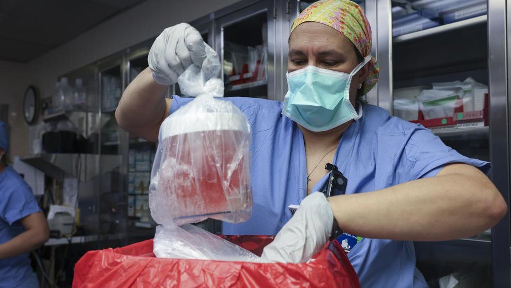 Potret Pria Pertama di Dunia yang Jalani Operasi Transplantasi Ginjal Babi Potret Pria Pertama di Dunia yang Jalani Operasi Transplantasi Ginjal Babi