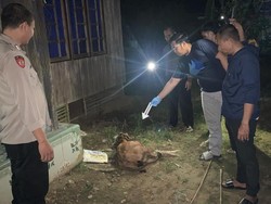 Pria di Kalsel Pukul Kepala Ayah Pakai Balok hingga Tewas gegara Jual Kambing