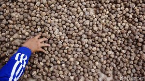 Stok Berlimpah, Harga Kemiri Anjlok ke Rp 35 Ribu/Kg