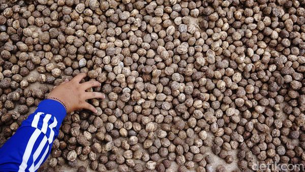 Stok Berlimpah, Harga Kemiri Anjlok ke Rp 35 Ribu/Kg
