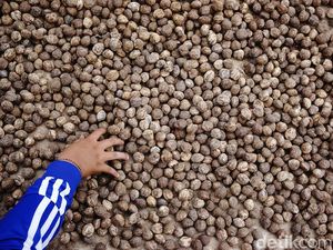 Stok Berlimpah, Harga Kemiri Anjlok ke Rp 35 Ribu/Kg