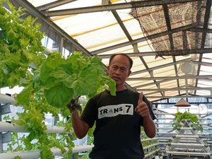 Belajar Otodidak, Suardi Raden Sukses Bertani Hidroponik hingga Jadi Mentor