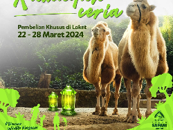Ramadan Ceria: Promo Tiket Taman Safari Bogor dan Bukber Gratis!