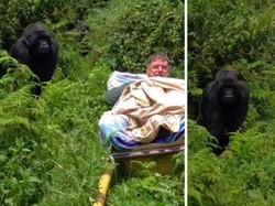 Pria Beruntung, Dipapah Saat Treking, kemudian Malah Bertemu Gorila Impian