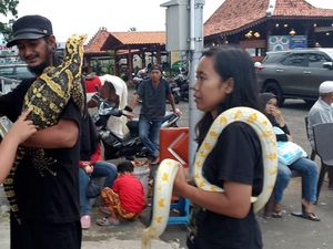 Ngabuburit Asyik Bareng Zuma, Biawak Sultan Hadiah dari Panji Petualang