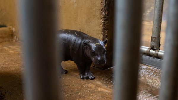 Bayi Kuda Nil Kerdil yang Langka Lahir di Athena, Gemas Banget