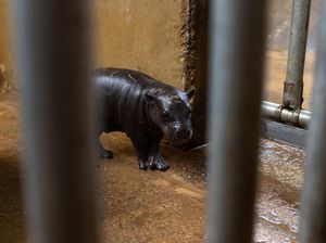 Bayi Kuda Nil Kerdil yang Langka Lahir di Athena, Gemas Banget