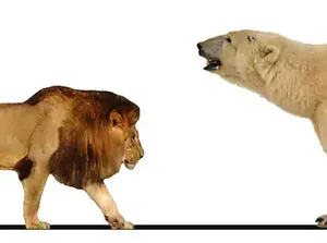 Beruang Vs Singa, Siapa yang Bakal Menang?