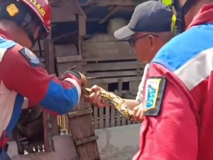 Sempat Makan Ternak Warga, Ular Sanca 3 Meter Dievakuasi Damkar Jakut