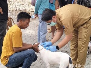 Dinkes Bone Tangani 117 Kasus Gigitan Anjing Selama 3 Bulan Terakhir Dinkes Bone Tangani 117 Kasus Gigitan Anjing Selama 3 Bulan Terakhir