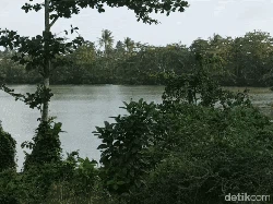 Kisah Suhendi Bantu Tim Peneliti Telusuri Jejak Harimau Jawa di Sukabumi