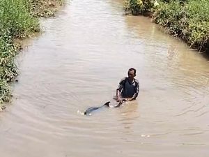 Seekor Lumba-lumba Nyasar ke Aliran Sungai di Situbondo Seekor Lumba-lumba Nyasar ke Aliran Sungai di Situbondo