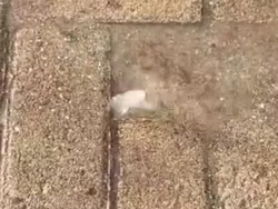 Sederet Fakta Munculnya Semburan Air Panas di Bawean Usai Gempa