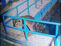 Kabur ke Hutan Harimau Sumatera Usai Tercebur ke Bendungan di Pasaman Barat