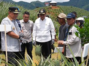 Pj Gubernur Ingin Sulsel Jadi Penghasil Nanas, Siapkan Lahan 20.000 Hektare Pj Gubernur Ingin Sulsel Jadi Penghasil Nanas, Siapkan Lahan 20.000 Hektare
