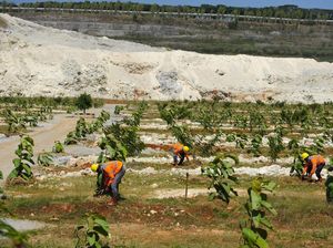 Lahan Bekas Tambang Batu Kapur Ini Disulap Jadi Kebun Jati-Jeruk