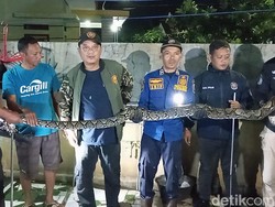 Kepergok Lilit Ternak Warga, Ular Sanca Coba Kabur ke Kolam