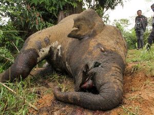 Keji! Gajah Sumatra di Aceh Utara Mati Dibunuh Keji! Gajah Sumatra di Aceh Utara Mati Dibunuh