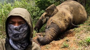 Penampakan Gajah Sumatera yang Mati Dibunuh di Aceh