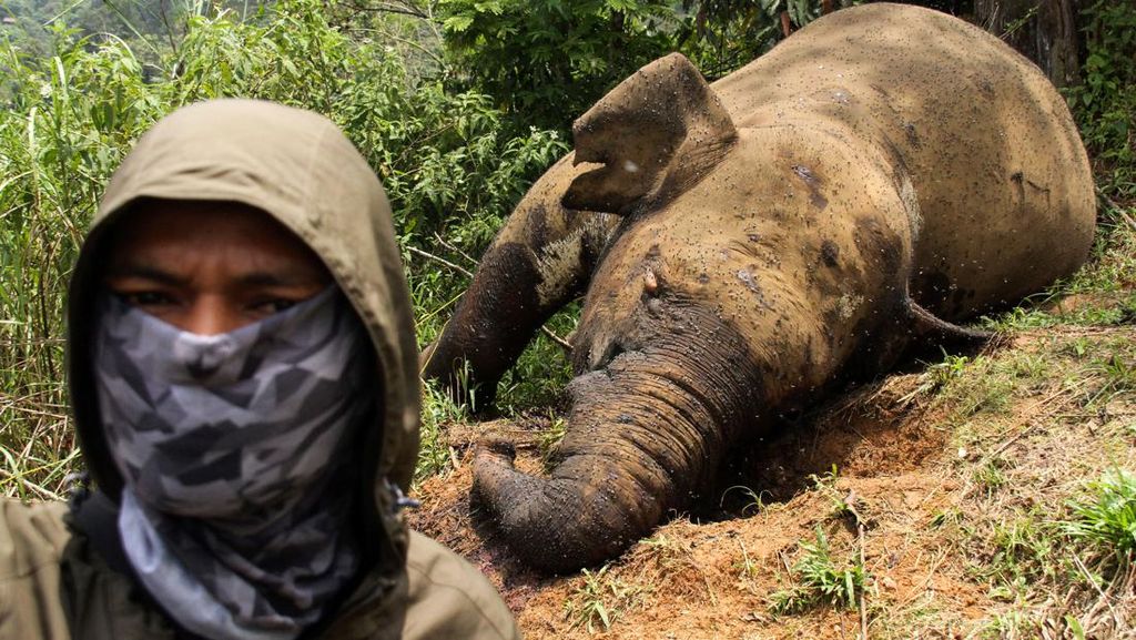 Penampakan Gajah Sumatera yang Mati Dibunuh di Aceh Penampakan Gajah Sumatera yang Mati Dibunuh di Aceh