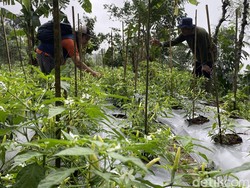 40 Ha Lahan Cengkih di Gunung Wilis Mati, Petani Beralih Tanam Cabai