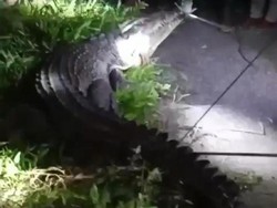 Buaya Muncul di Sungai Waila Maluku Tengah Bikin Geger, Warga Evakuasi