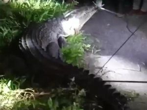 Buaya Muncul di Sungai Waila Maluku Tengah Bikin Geger, Warga Evakuasi Buaya Muncul di Sungai Waila Maluku Tengah Bikin Geger, Warga Evakuasi