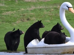 Kelakuan Unik Beruang