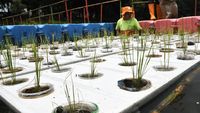 Pernah Lihat Budidaya Padi Apung? Nih Ada di Cakung