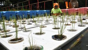 Pernah Lihat Budidaya Padi Apung? Nih Ada di Cakung