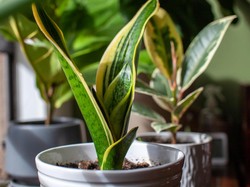 Daftar 5 Tanaman yang Bisa Bikin Dapur Bebas Lembap dan Jadi Sejuk