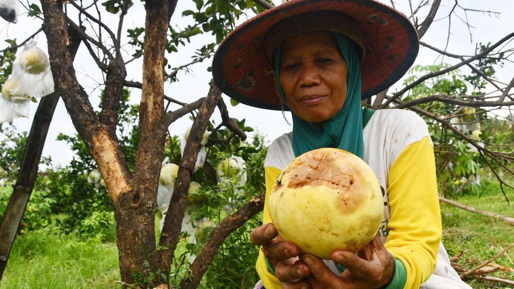 Kasihan, 50% Tanaman Jeruk Petani di Magetan Terserang Penyakit Kasihan, 50% Tanaman Jeruk Petani di Magetan Terserang Penyakit