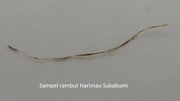 rambut harimau jawa