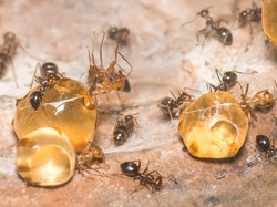 Ini Semut Honeypot, Serangga yang Bisa Hasilkan Madu Seperti Lebah