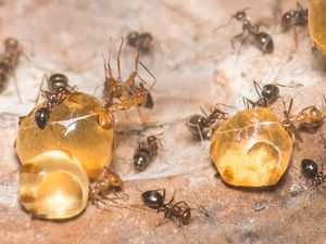 Ini Semut Honeypot, Serangga yang Bisa Hasilkan Madu Seperti Lebah Ini Semut Honeypot, Serangga yang Bisa Hasilkan Madu Seperti Lebah
