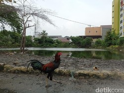 Banjir Tegal Alur Jakbar 3 Hari Tak Surut, Warga: Ini Masih Mending