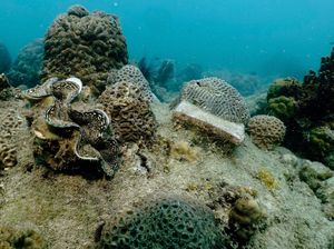 Penampakan Terumbu Karang di Dunia yang Alami Pemutihan