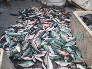 Polairud Polda NTT Tangkap 5 Pengebom Ikan di Ende Polairud Polda NTT Tangkap 5 Pengebom Ikan di Ende