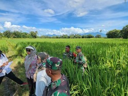 Optimalisasi Lahan, Kementan-TNI Dorong Lampung Jadi Sentra Produksi Beras