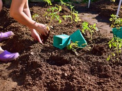 Kalender Jawa Rabu Wage 24 September 2025: Kurang Baik Bercocok Tanam