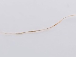 Penampakan Sehelai Rambut Milik Harimau Jawa yang Diteliti BRIN