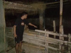 Maling Ternak Merajalela di Blitar, Curi Sapi Diangkut Pakai Gran Max Maling Ternak Merajalela di Blitar, Curi Sapi Diangkut Pakai Gran Max