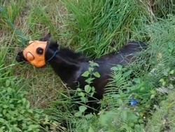 Geger Andong Nyemplung ke Parit 3 Meter di Potorono Bantul